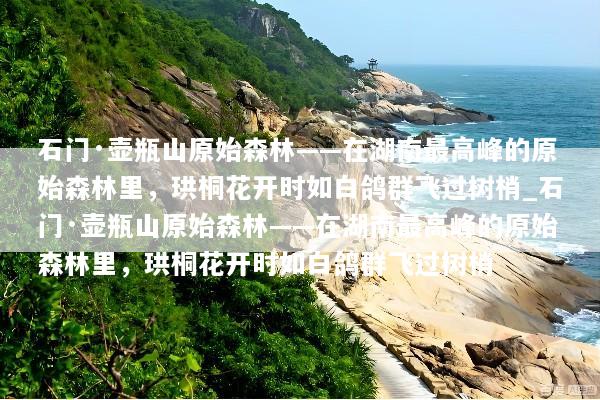 石门·壶瓶山原始森林——在湖南最高峰的原始森林里，珙桐花开时如白鸽群飞过树梢_石门·壶瓶山原始森林——在湖南最高峰的原始森林里，珙桐花开时如白鸽群飞过树梢